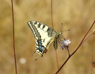 Krlangkuyruk (Papilio machaon)