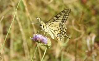 Krlangkuyruk (Papilio machaon)