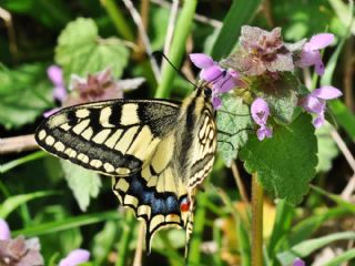 Krlangkuyruk (Papilio machaon)