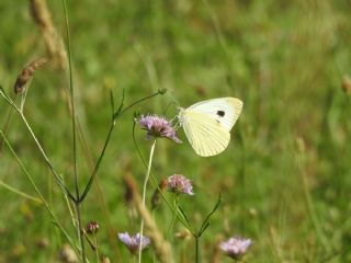 Byk Beyazmelek  (Pieris brassicae)