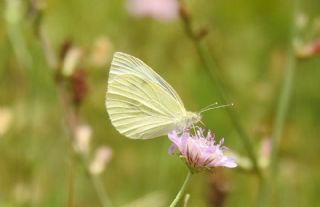 Kk Beyazmelek (Pieris rapae)