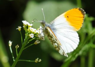 Turuncu Ssl (Anthocharis cardamines)