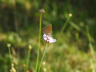 Benekli Bakr Gzeli (Lycaena phlaeas)