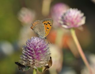 Benekli Bakr Gzeli (Lycaena phlaeas)