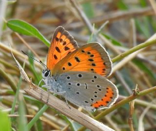 Byk Bakr Gzeli (Lycaena dispar)