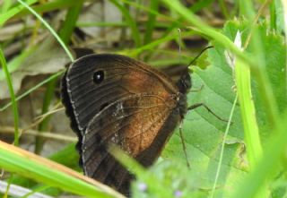 Kara Hayalet (Minois dryas)