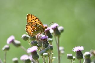 G�zel �nci&nbsp;(Argynnis&nbsp;aglaja)