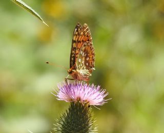 Gzel nci (Argynnis aglaja)