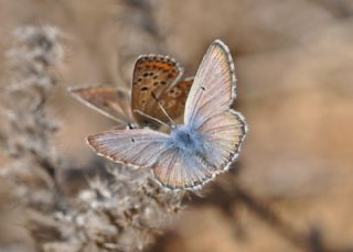 okgzl Balkan Mavisi (Aricia anteros )