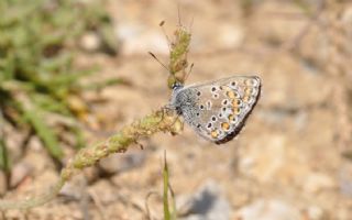 okgzl Balkan Mavisi (Aricia anteros )