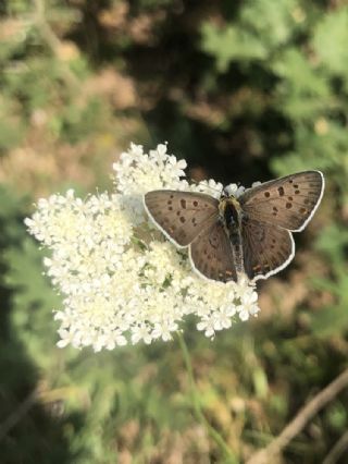 sli Bakr Gzeli (Lycaena tityrus)
