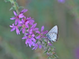 Mavi Zebra (Leptotes pirithous)