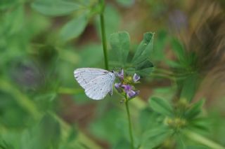 Kutsal Mavi (Celastrina argiolus)