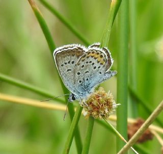 Gm Lekeli Esmergz (Plebejus argus)