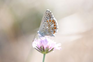 �okg�zl� G�k Mavisi&nbsp;(Polyommatus&nbsp;bellargus)