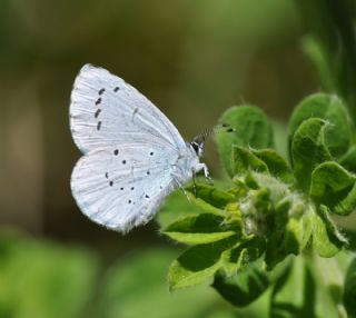 Kutsal Mavi (Celastrina argiolus)