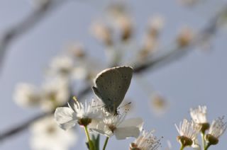 Kutsal Mavi (Celastrina argiolus)