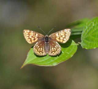 ncili Kelebek (Hamearis lucina)