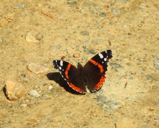 Atalanta (Vanessa atalanta)