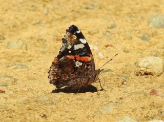 Atalanta (Vanessa atalanta)