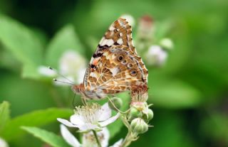 Diken Kelebei (Vanessa cardui)