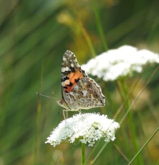 Diken Kelebei (Vanessa cardui)