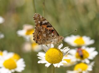 Diken Kelebei (Vanessa cardui)