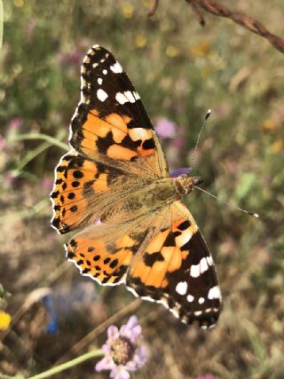 Diken Kelebei (Vanessa cardui)
