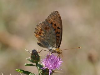 Byk nci (Fabriciana adippe)