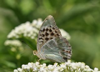 Cengaver (Argynnis paphia)