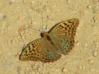 Bahadr (Argynnis pandora)