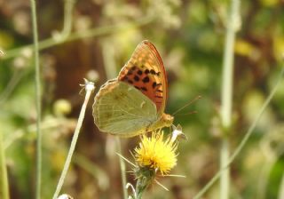 Bahadr (Argynnis pandora)