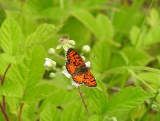 Benekli parhan (Melitaea didyma)