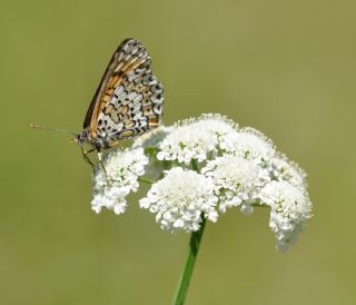 parhan (Melitaea cinxia)