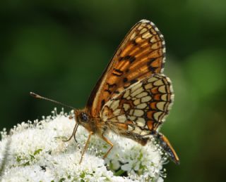 Amannisa (Melitaea athalia)