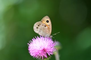 Esmerboncuk&nbsp;(Lasiommata&nbsp;maera)