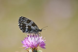 Orman Melikesi&nbsp;(Melanargia&nbsp;galathea)