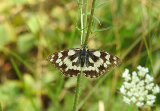 Orman Melikesi (Melanargia galathea)