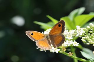 Pironiya (Pyronia tithonus)