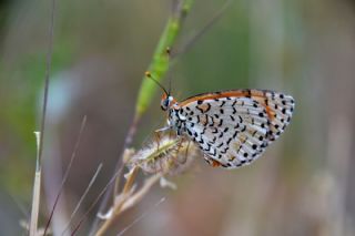 Balkan Kaplan (Tarucus balkanicus)