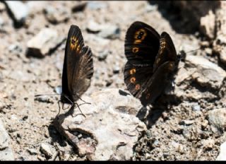 Orman Gzelesmeri (Erebia medusa )