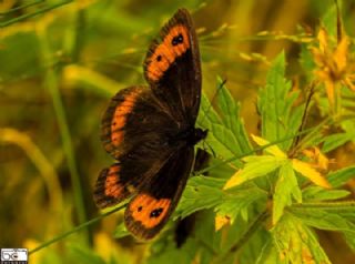 sko Gzelesmeri (Erebia aethiops)