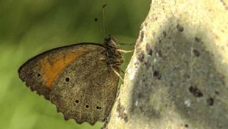 Kaya Esmeri (Kirinia clymene)