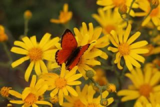 Orman Bakr Gzeli (Lycaena virgaureae)