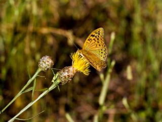 Bahadr (Argynnis pandora)