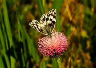 Anadolu Melikesi (Melanargia larissa)