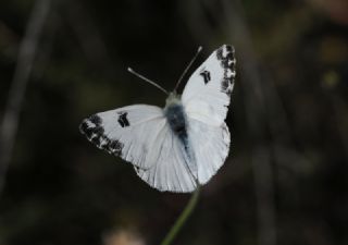 Yeni Beneklimelek (Pontia edusa)