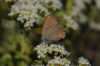 Byk Sevbeni (Satyrium ilicis)