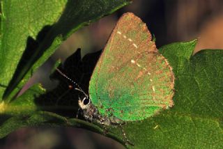 Zmrt (Callophrys rubi)