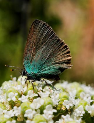Bahadr (Argynnis pandora)